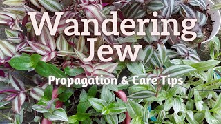 How to Propagate Wandering Jew  Tradescantia Zebrina amp Care Tips HD 1080p [upl. by Reeve]