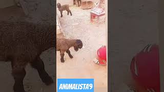 animals animallover bullsbulllovershortsrellsformongsherpssherpformingfunnykids playing [upl. by Guibert322]