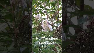 Hummingbird Hawkmoth feeding on the White Buddleia A fantastic natural display [upl. by Cord316]