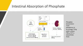 Phosphorus Part 2 Phosphate Homeostasis 1 [upl. by Sellihca311]