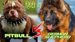 German shepherd vs pitbull in hindi Dog Comparison GSYouTubee [upl. by Yoshi]