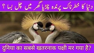 Cassowary Bird Most Dangerous Birds In The World Urdu Hindi [upl. by Mohamed]