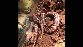 King Snake Eats Copperhead [upl. by Llerdnod121]