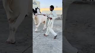 Husn e Pakistan of Farrukh Cattle Farm 2k25 🥀🐼 youtubeshorts bullcollection collection2025 [upl. by Lankton]