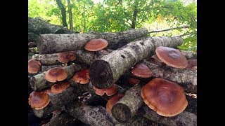 MUSHROOM LOGS Growing Mushrooms in the food forest [upl. by Ambrosia200]