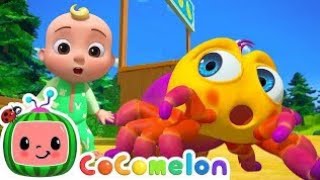 Itsy Bitsy Spider  Itsy Bitsy  Spider Nursey Rhymes CoComelon ChuChuTV spider kids rhymes [upl. by Caughey552]