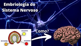 Embriologia do Sistema Nervoso  Neuroanatomia Simplificada  Ângelo Machado [upl. by Artemisa701]