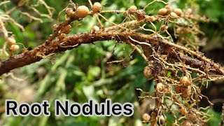 Root nodule formation Root nodules Mycorrhiza Mycorrhizal association mycorrhiza Mycorrhizal [upl. by Karlens]