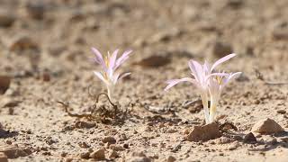 סתוונית הקליפות במצפה רמון  הר הנגב 🌸 Colchicum tunicatum [upl. by Iuqcaj]