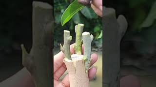 Plant grafting and tree care techniques 2827 [upl. by Erich895]