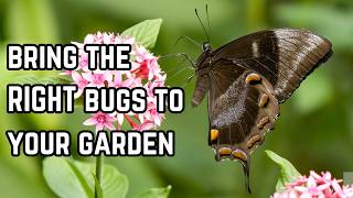 Five Plants to Bring Beneficial Insects to your Garden pollinatorgarden [upl. by Odanref]