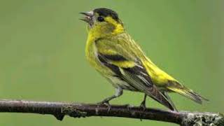 Siskin bird singing [upl. by Ayna475]