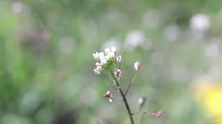 SHEPHERDS PURSE Capsella bursapastoris [upl. by Einnahpets297]