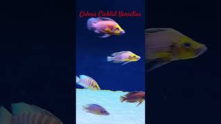 MMA Shorts  Calvus Cichlid  Sambia  Zambian  Lake Tanganyika Cichlids Se27F9p cichlid cichlids [upl. by Sirois]