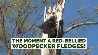 REDBELLIED WOODPECKER FLEDGES [upl. by Oshinski]