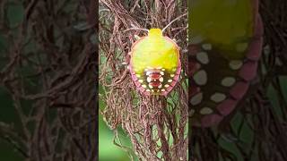 A stink bug is trying to escape [upl. by Gordy]