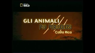 Gli animali più pericolosi Costa Rica [upl. by Hank]