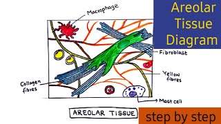 How to Draw Areolar Tissue Diagram Step by Step Areolar tissue drawing simple drawing biology [upl. by Ahsiemak465]