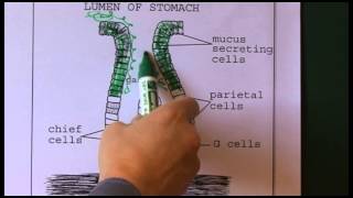 Gastrointestinal anatomy and physiology [upl. by Mini368]