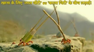 Minuscule Valley of the Lost Ants  Film Explained in Hindi Summarized हिंदी [upl. by Eltsyrc31]