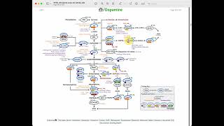 My Strategene Report  Overview of my Histamine and Dopamine Pathways [upl. by Agosto]