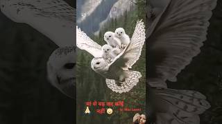 Maa to maa hoti haiowlybird owlkitty kidsvideo viralshort himalyan [upl. by Euhc299]