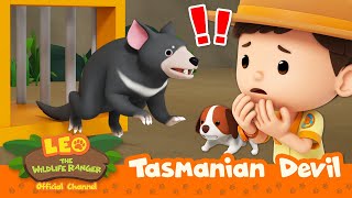 Tasmanian Devil ESCAPED 😱👿  Tasmanian Devil  Leo the Wildlife Ranger  Kids Cartoons [upl. by Haley]