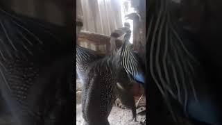 Vulturine guinea fowls [upl. by Yuh]