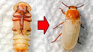 Mealworm Pupa to Beetle Time Lapse [upl. by Ennovyhs]