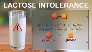 Lactose intolerance IQOGCSIC [upl. by Almire199]