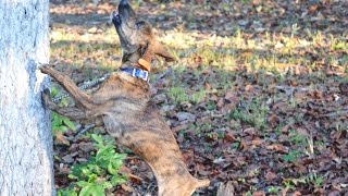 Bensons quotPrime Timequot  Mountain Cur Treeing Squirrels 15 amp 16 Treed [upl. by Euton]