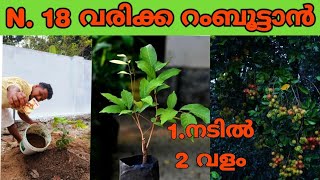 വിട്ടിൽ റംബൂട്ടൻ നടുന്ന രീതി rambutan krishi malayalam [upl. by Jacquet]