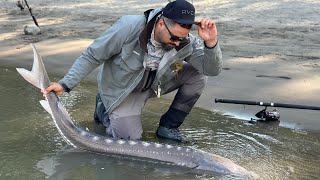 Sturgeon fishing in Fraser River mission [upl. by Eiffe85]