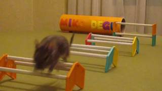 Miko Degu practicando el paso por vallastraining agility rodentExzooticvet Chile [upl. by Vetter157]