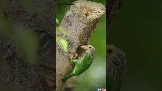 lineated Barbet birds instagram reels [upl. by Dabney]