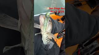 San Diego Bay fishing fishing glengoesfishing bassfishing hobieproangler mmfc [upl. by Dnomyad]