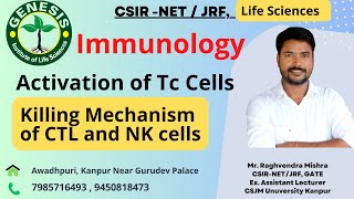 TcCell Activation amp Differentiation  Killing of Target Cells  Adaptive Immunity Immunology L23 [upl. by Maxama]