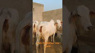 all tharparkar cow in my farm [upl. by Cut]