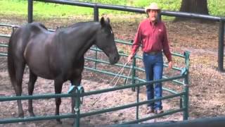 Teach Your Horse to Spin at Liberty with Pat Parelli [upl. by Nonnahs]