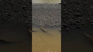 Kayaker vs Nile Crocodile in Zambia [upl. by Karb]