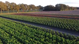 Een vogelvlucht over een van de kwekerijen van onze leveranciers JV Garden Plants [upl. by Hidie229]