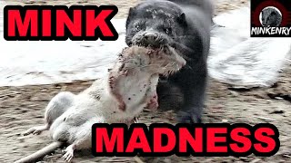 Rat Invasion SMASHED by Mink and Dogs [upl. by Ased940]