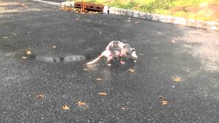 Opossum Carrying Babies Spotted [upl. by Nylisoj616]