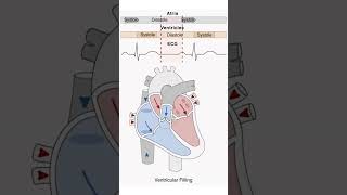 Heart Systole amp Diastole Animation Cardiac Cycle medicalstudent nursing heart mbbs [upl. by Aderb]