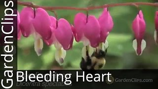 Bleeding Heart  Dicentra spectabilis  Lamprocapnos spectabilis  How to Grow Bleeding Heart [upl. by Ahsait862]