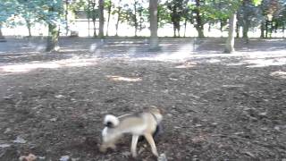 Bob the Schipperke puppy at Normandale Dog Park Portland OR [upl. by Ettegroeg759]