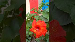 Blossoming Love❤️flowergardenflowershibiscusflowersflowervideosbeautifulflowersbeautyofnature [upl. by Parrie]