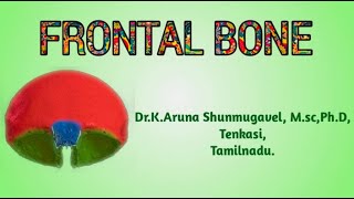 Frontal bone  Parts  Articulations  Ossification  Clinical anatomy [upl. by Yerffe790]