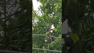 Green bee eater eating a dragon bye [upl. by Fransisco506]