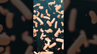 Virus vs Bacteria Differences The REAL Truth [upl. by Enitsed]